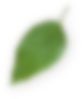 Dakol