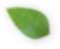 Dakol